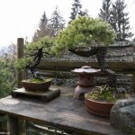 Bonsai-Garten, Bonsai-Museum Seeboden, Millstätter See, Foto Anita Arneitz & Matthias Eichinger, www.anitaaufreisen.at