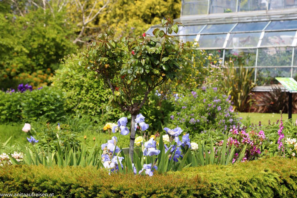 Torre Abbey, Torquay, Agatha Christies Giftpflanzen, England, www.anitaaufreisen.at