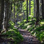 Narzissenwiese, Bärental, Kärnten, Österreich, www.anitaaufreisen.at