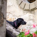 Urlaub mit Hund in der Toskana, Montebuoni, www.anitaaufreisen.at
