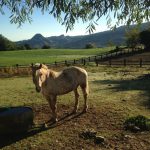 Reiturlaub in Italien, Toskana, Foto Karin Schafler, www.anitaaufreisen.at