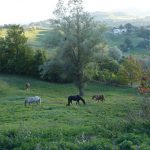 Reiturlaub in Italien, Toskana, Foto Karin Schafler, www.anitaaufreisen.at