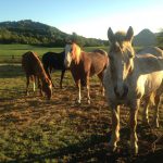 Reiturlaub in Italien, Toskana, Foto Karin Schafler, www.anitaaufreisen.at