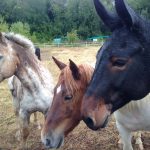 Reiturlaub in Italien, Toskana, Foto Karin Schafler, www.anitaaufreisen.at