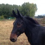 Reiturlaub in Italien, Toskana, Foto Karin Schafler, www.anitaaufreisen.at