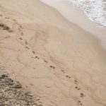 Strand von Ajaccio, Korsika, Foto Anita Arneitz, www.anitaaufreisen.at