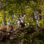 Tierpark Rosegg, Ausflugsziel in Kärnten, Foto Matthias Eichinger, Reiseblog www.anitaaufreisen.at