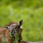 Tierpark Rosegg, Ausflugsziel in Kärnten, Foto Matthias Eichinger, Reiseblog www.anitaaufreisen.at
