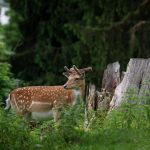Tierpark Rosegg, Ausflugsziel in Kärnten, Foto Matthias Eichinger, Reiseblog www.anitaaufreisen.at