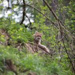 Tierpark Rosegg, Ausflugsziel in Kärnten, Foto Matthias Eichinger, Reiseblog www.anitaaufreisen.at