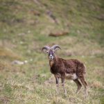 Tierpark Rosegg, Ausflugsziel in Kärnten, Foto Matthias Eichinger, Reiseblog www.anitaaufreisen.at