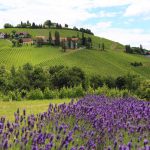 Lavendelfelder in Österreich, Biohof Wunsum, Sulmta-Sausal, Foto Anita Arneitz, Reiseblog www.anitaaufreisen.at