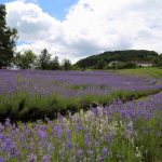 Lavendelfelder in Österreich, Biohof Wunsum, Sulmta-Sausal, Foto Anita Arneitz, Reiseblog www.anitaaufreisen.at