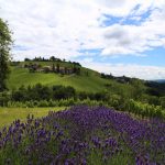 Lavendelfelder in Österreich, Biohof Wunsum, Sulmta-Sausal, Foto Anita Arneitz, Reiseblog www.anitaaufreisen.at