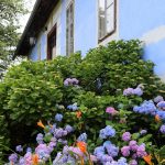 Lavendelfelder in Österreich, Biohof Wunsum, Sulmta-Sausal, Foto Anita Arneitz, Reiseblog www.anitaaufreisen.at