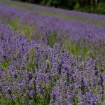 Lavendelfelder in Österreich, Biohof Wunsum, Sulmta-Sausal, Foto Anita Arneitz, Reiseblog www.anitaaufreisen.at