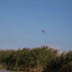 Radtour in Illmitz mit Birdwatching, Neusiedler See Burgenland, Neusiedler See Card, Foto Anita Arneitz, Reiseblog www.anitaaufreisen.at
