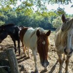 Reiturlaub in der Toskana, Wanderritt Italien, Fotos Karin Schafler, Tipps auf Reiseblog www.anitaaufreisen.at