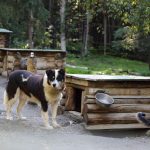 Mary Shields in Fairbanks Alaska mit Husky, Foto Anita Arneitz und Matthias Eichinger