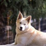 Mary Shields in Fairbanks Alaska mit Husky, Foto Anita Arneitz und Matthias Eichinger