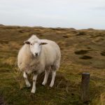 Ellenbogen, Winter auf Sylt, Tipps vom Reiseblog anitaaufreisen.at, Foto Anita Arneitz