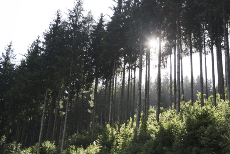 Wald im Großarltal