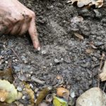 Trüffelwanderung Graz