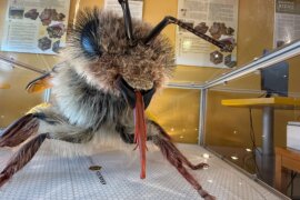 Apitherapie Slowenien Bienenzentrum in Lesce
