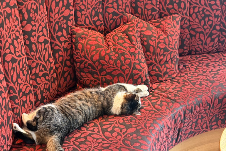 Moritz ist der Hotelkater im Biohotel Retter